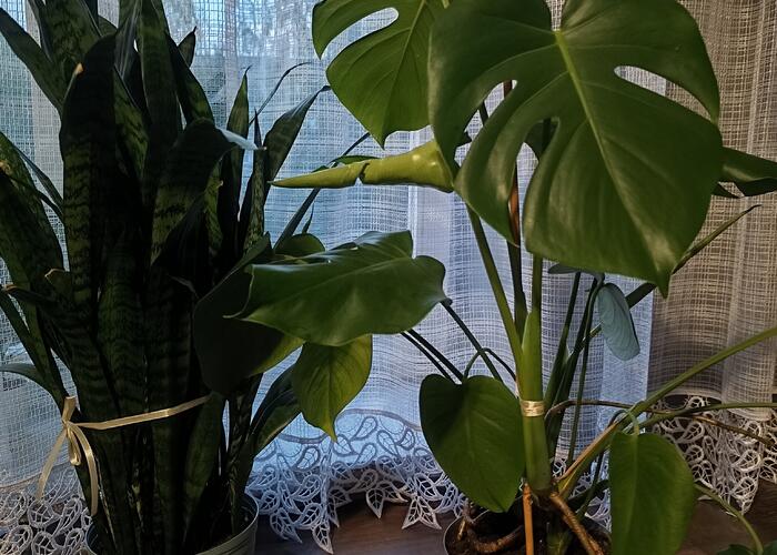 Grajewo ogłoszenia: Sprzedam kwiatki wychowane od maleńkości , Monstera i Sansevieria...